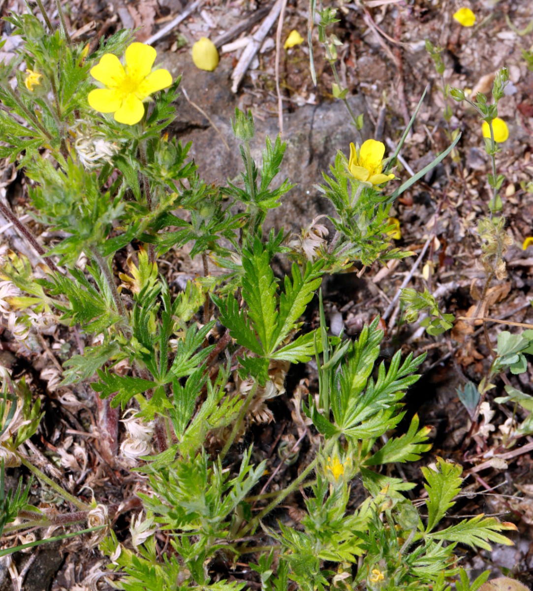 Potentilla x semiargentea (argentea x inclinata) GrGleichberg 23 A07.jpg