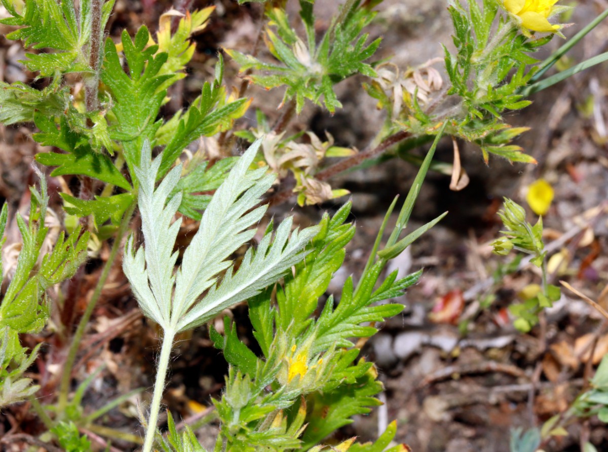 Potentilla x semiargentea (argentea x inclinata) GrGleichberg 23 A10.jpg