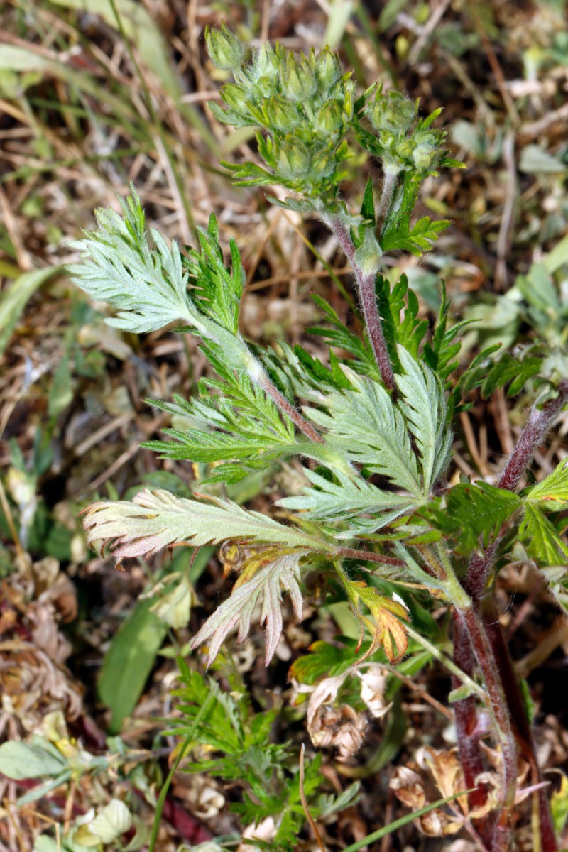 Potentilla x semiargentea (argentea x inclinata) GrGleichberg 23 A13.jpg