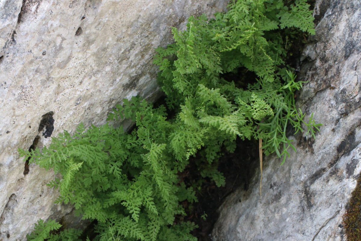 Cystopteris_alpina_20220723-125311_10.JPG