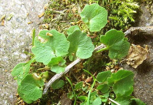 campanula.rotundif.2.jpg