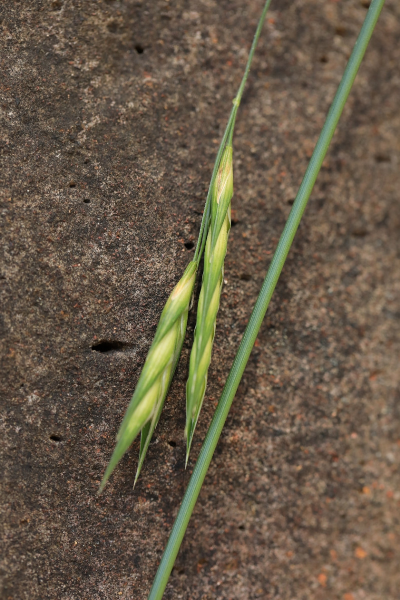 k-Bromus cartharticus_06.jpg