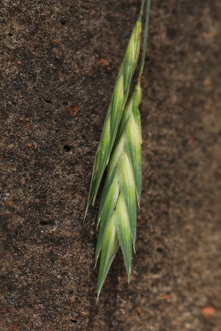 k-Bromus cartharticus_07.jpg