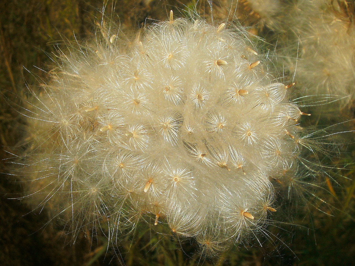 Cirsium vulgare-a_09-2012.jpg