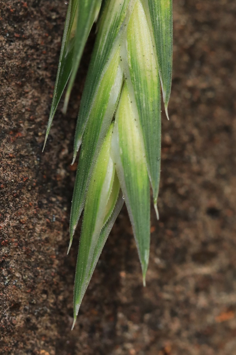 k-Bromus cartharticus_09.jpg