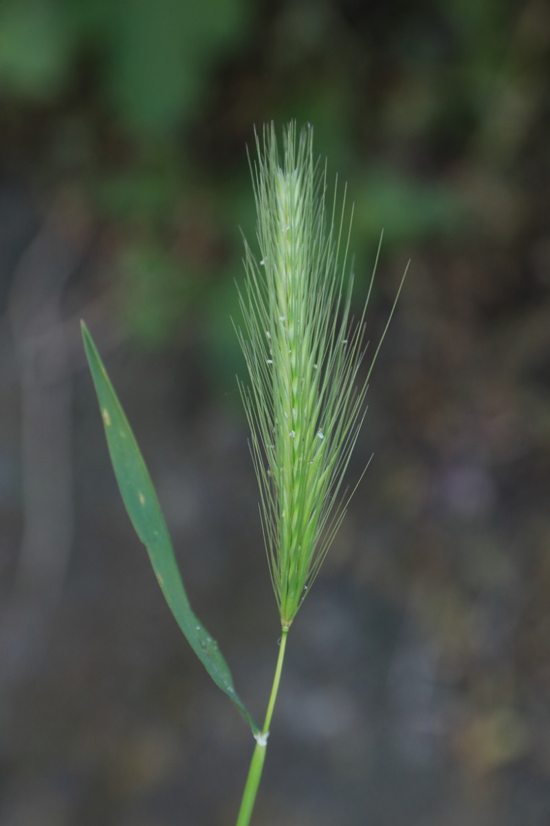 k-Hordeum glaucum_01.jpg