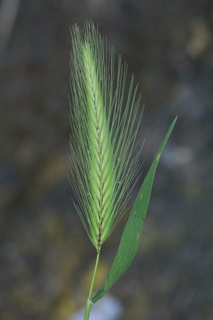 k-Hordeum glaucum_03.jpg