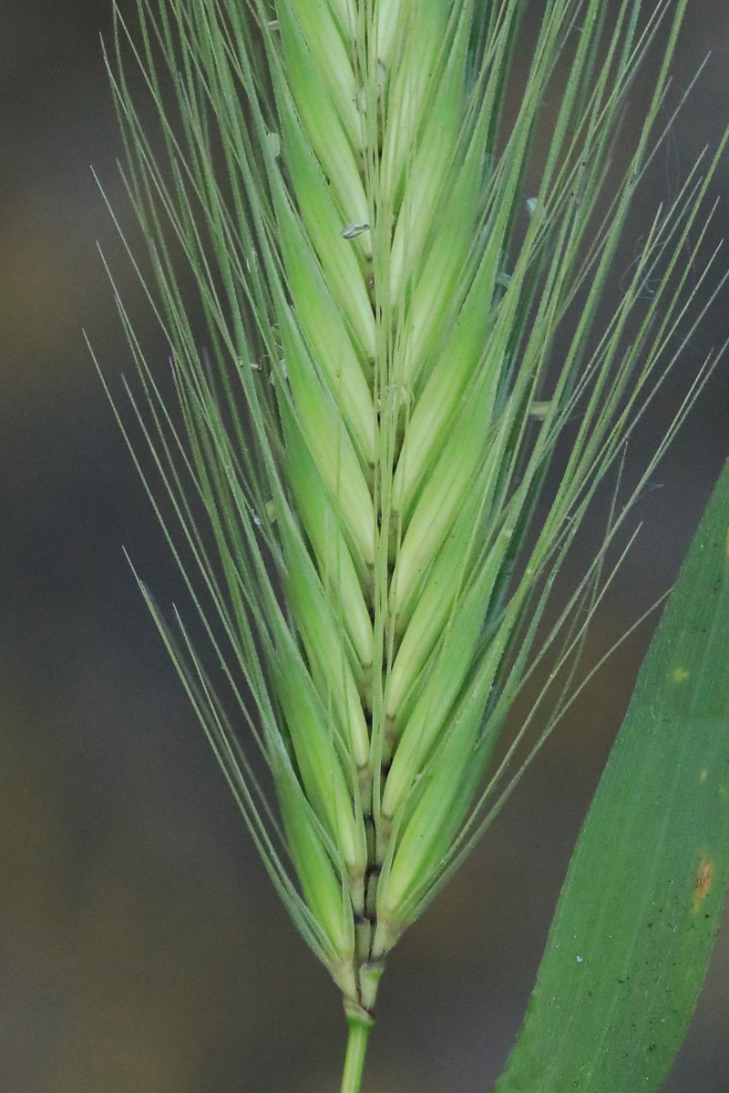 k-Hordeum glaucum_05.jpg