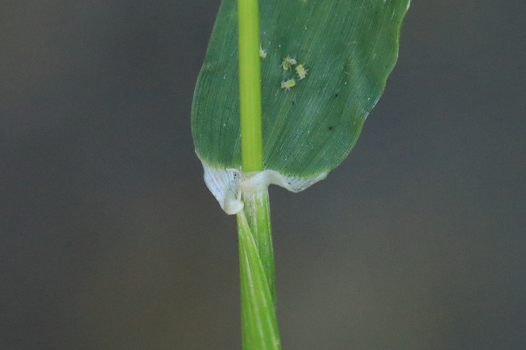 k-Hordeum glaucum_07.jpg