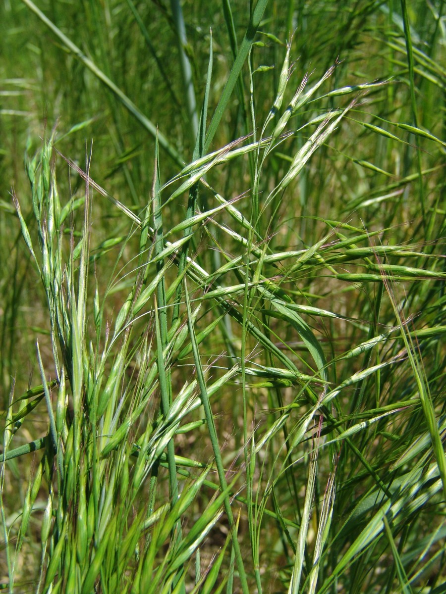 Bromus arvensis ssp arvensis Apfelberg Werbach G4.jpg