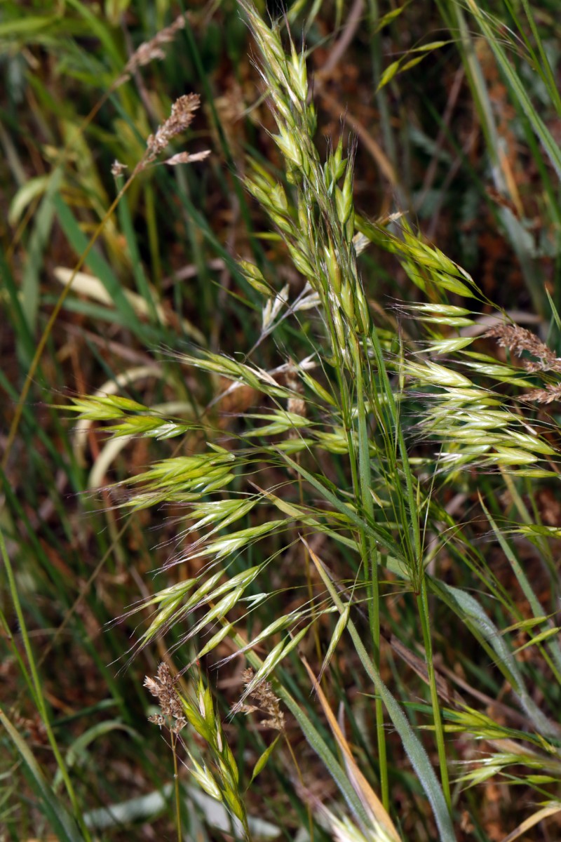 Bromus arvensis Herbstadt Poppenholz A01.jpg