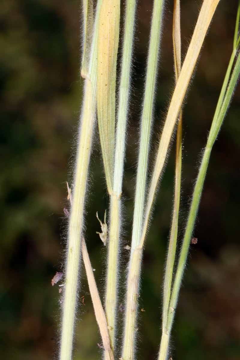 Bromus arvensis Herbstadt Poppenholz A03.jpg