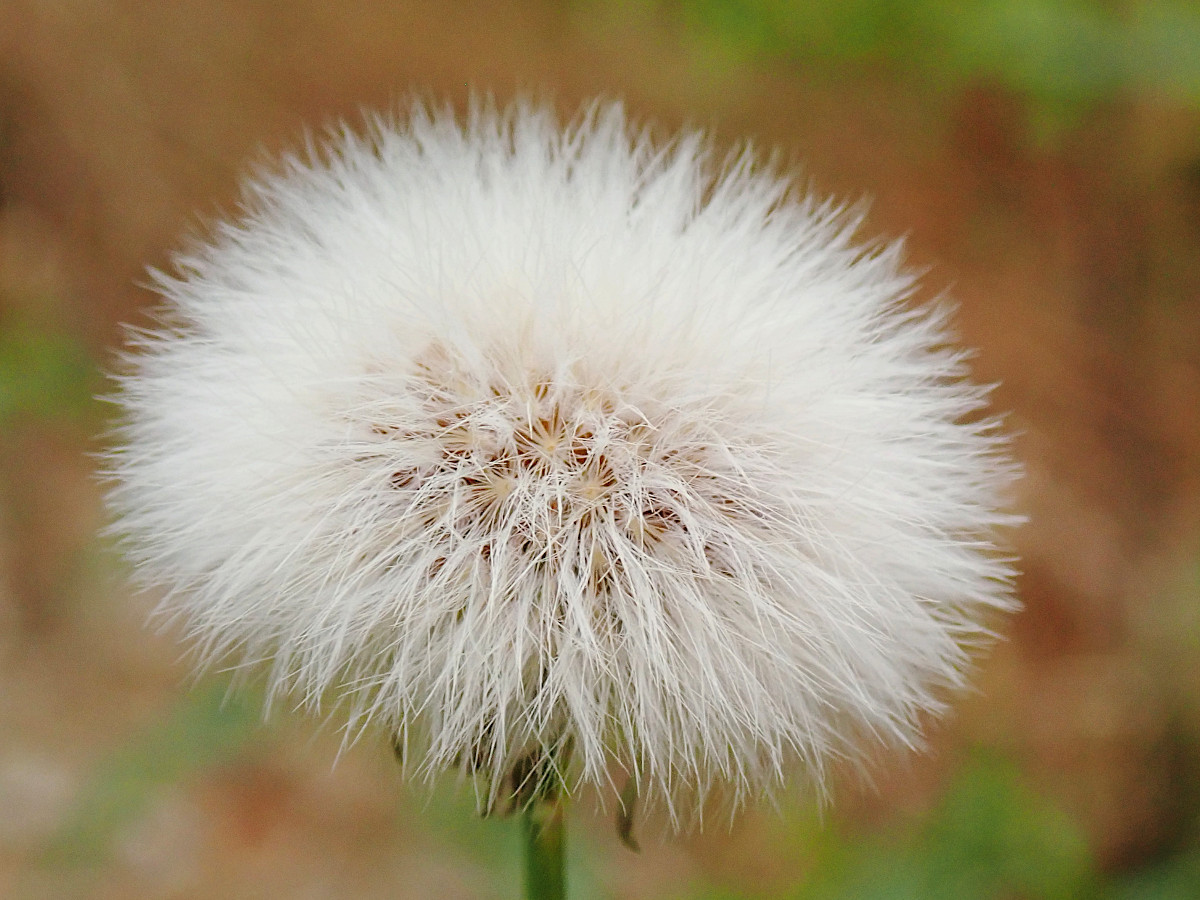 Sonchus arvensis_08-2019.jpg