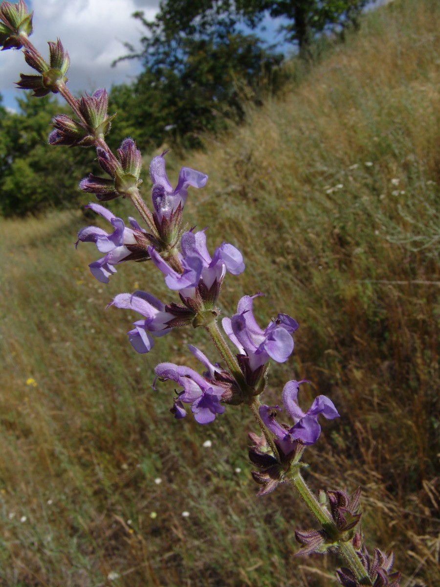 Salvia virgata NW Mücheln G09.jpg