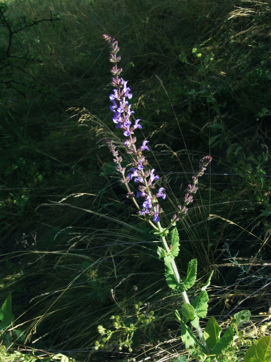 Salvia virgata NW Mücheln G16.jpg