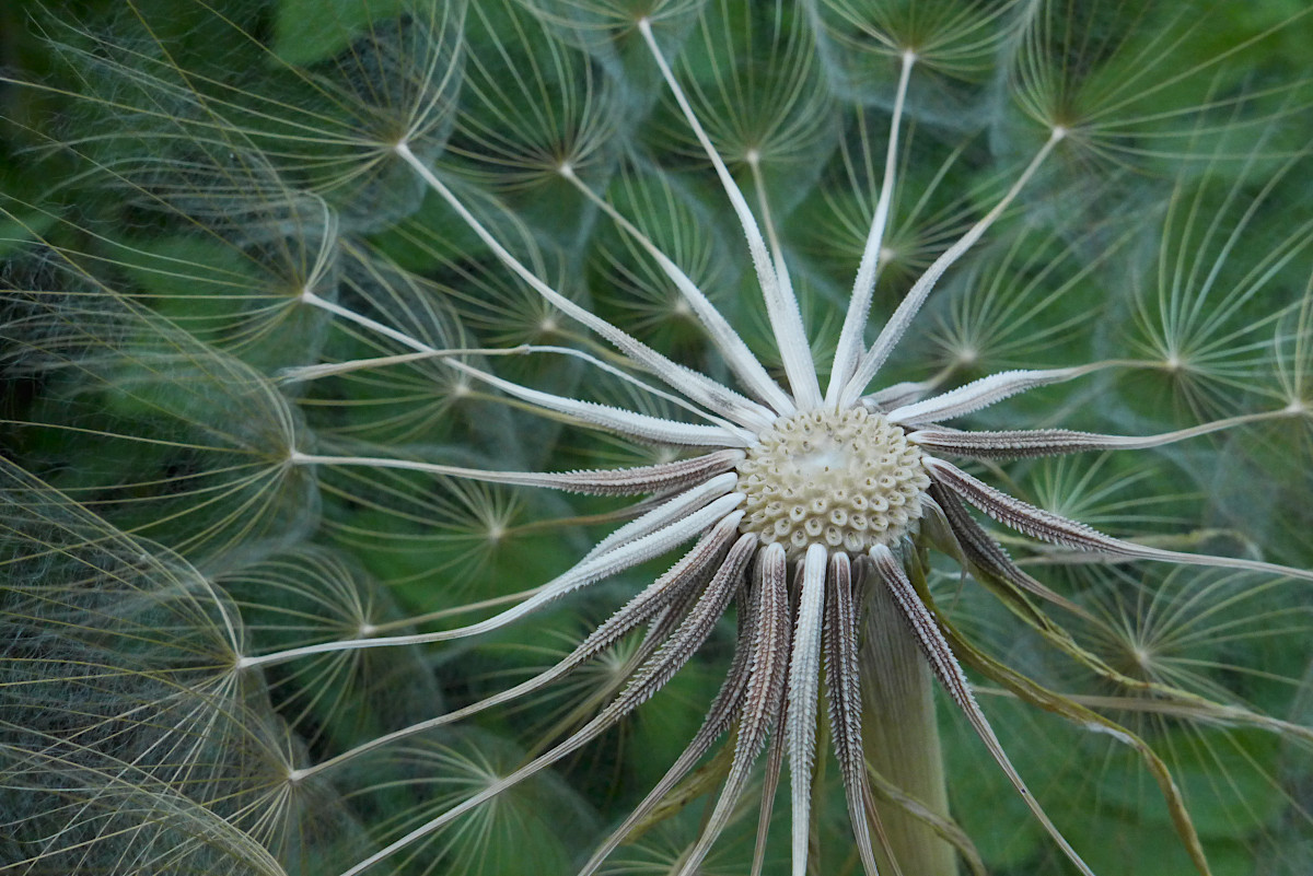 Tragopogon spec-a_06-2019.jpg