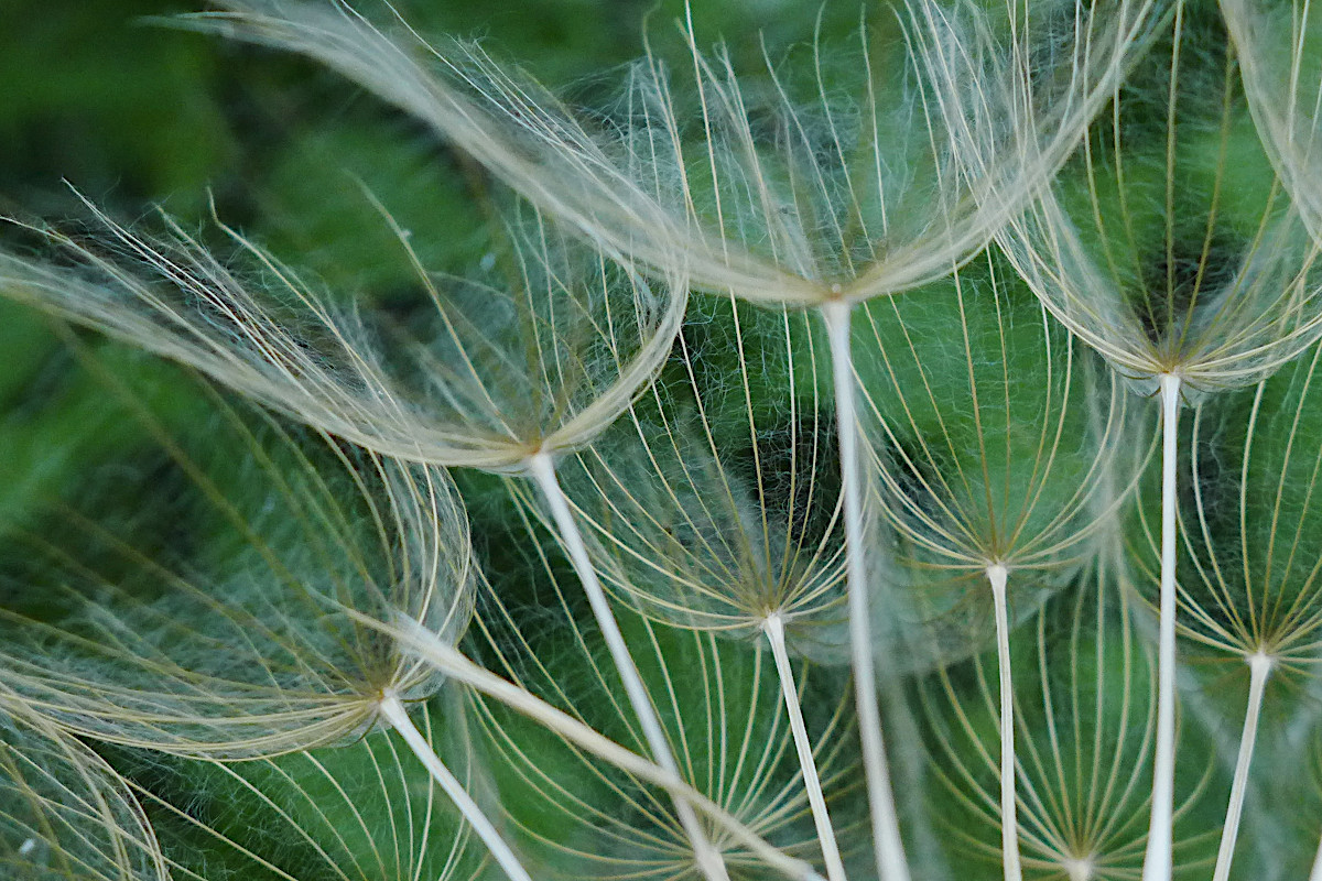 Tragopogon spec-b_06-2019.jpg