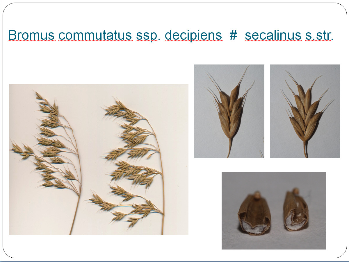 Bromus commutatus ssp decipiens - Bromus secalinus.jpg