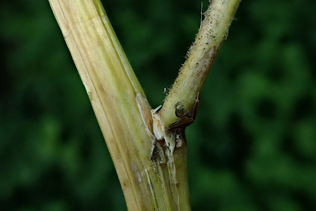 Crepis pulchra-c.jpg