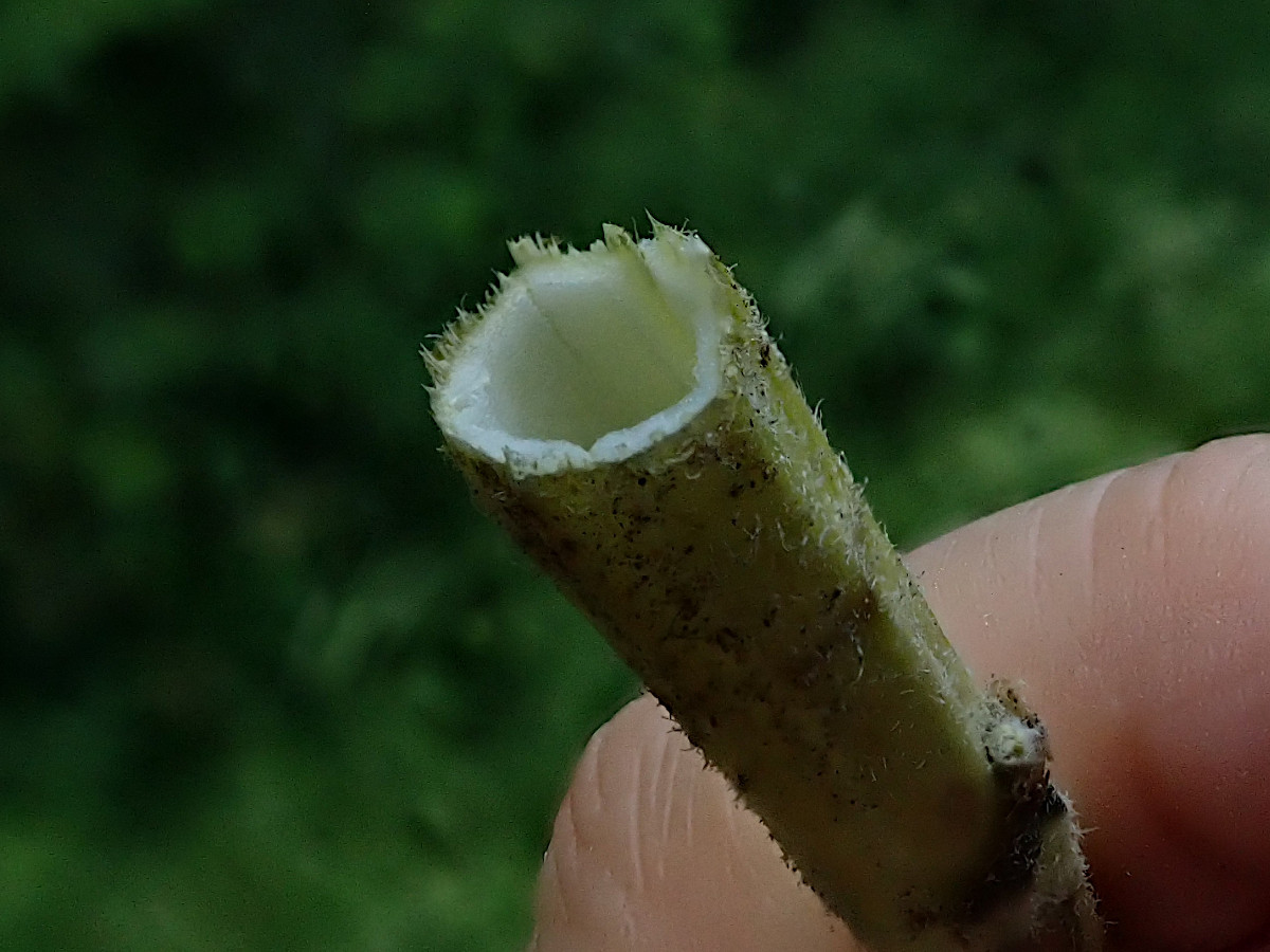 Crepis pulchra-d.jpg