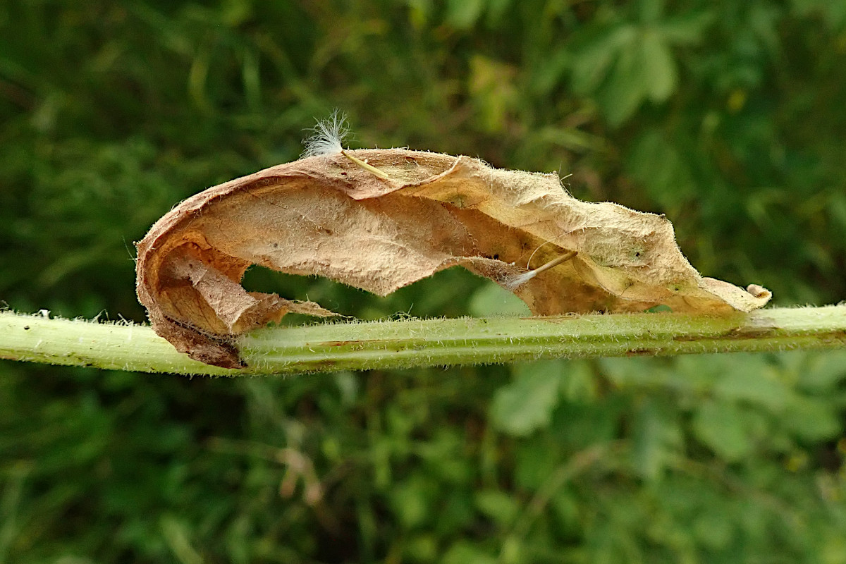 Crepis pulchra-e.jpg