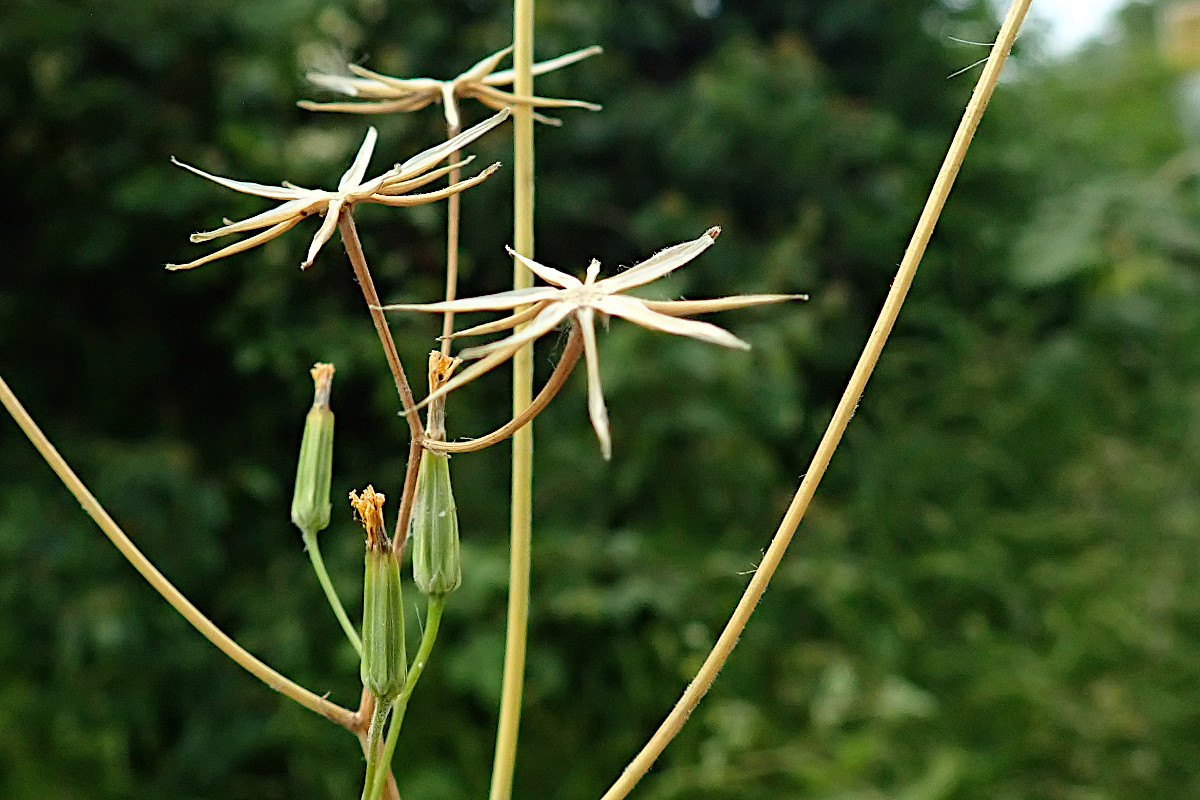 Crepis pulchra-f.jpg