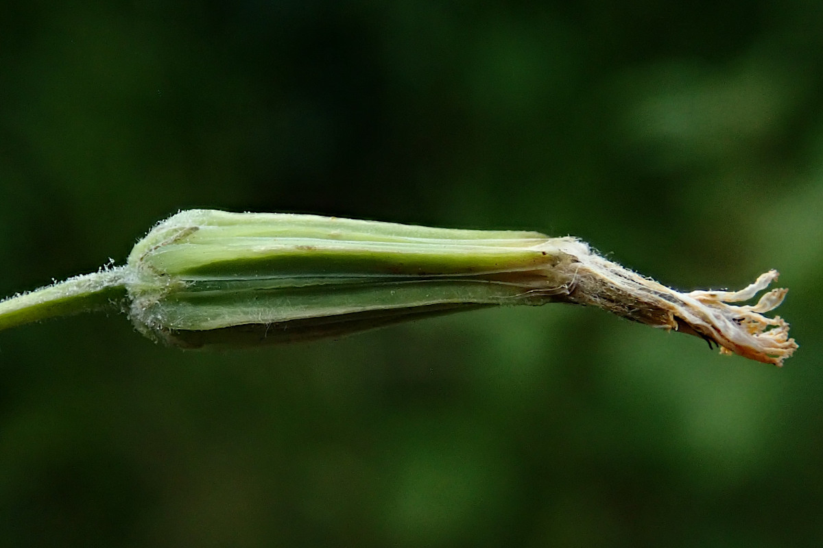 Crepis pulchra-g.jpg