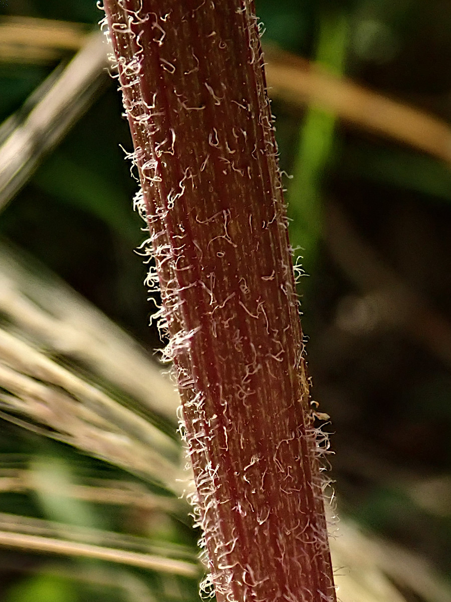 Lapsana communis-a.jpg