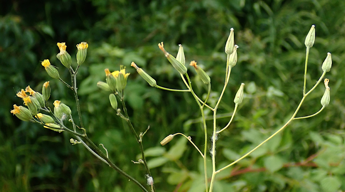 Lapsana communis (links) + Crepis pulchra (rechts).jpg