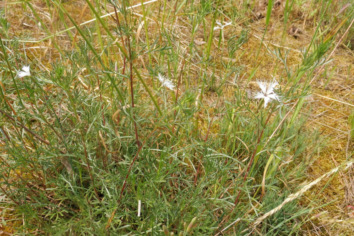 Dianthus arenarius subsp. borussicus 1.JPG