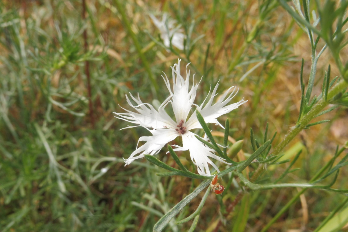 Dianthus arenarius subsp. borussicus 2.JPG