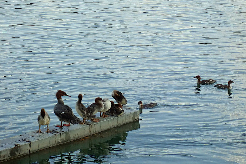 Gänsesäger-a_Mergus merganser_06-2026.jpg