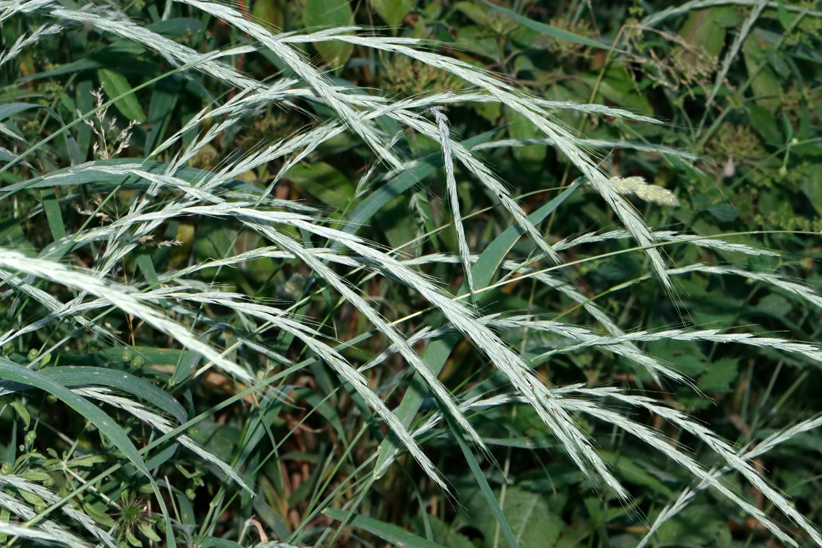 Elymus caninus blaugrün N Happenbach Friedenseiche A01.jpg