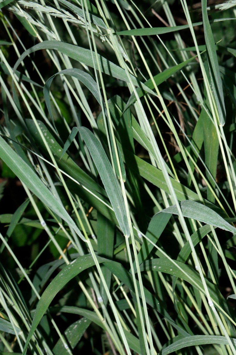 Elymus caninus blaugrün N Happenbach Friedenseiche A02.jpg