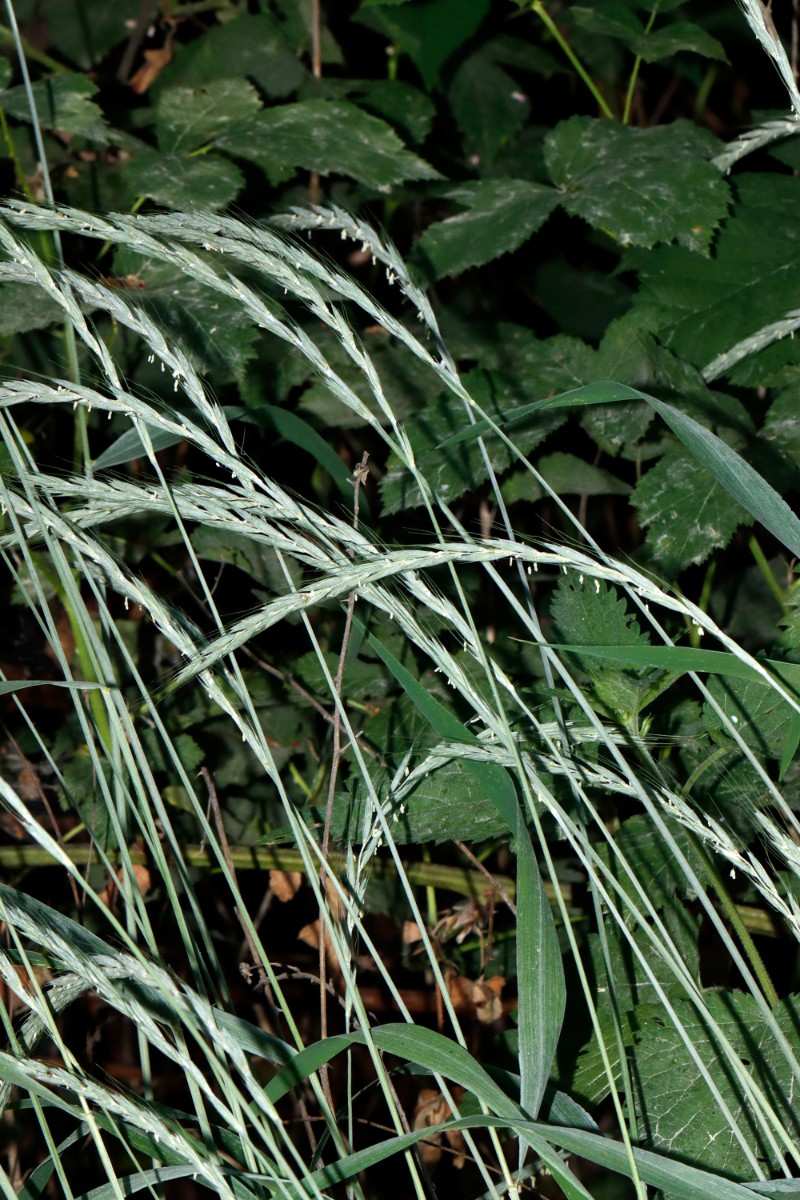 Elymus caninus blaugrün N Happenbach Friedenseiche A03.jpg