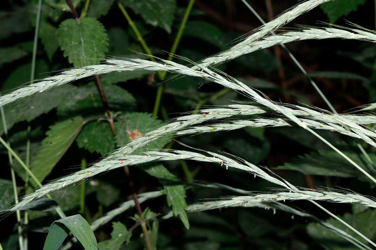 Elymus caninus blaugrün N Happenbach Friedenseiche A04.jpg