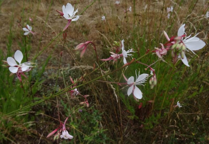 (2) Stängel mit Blüten.JPG