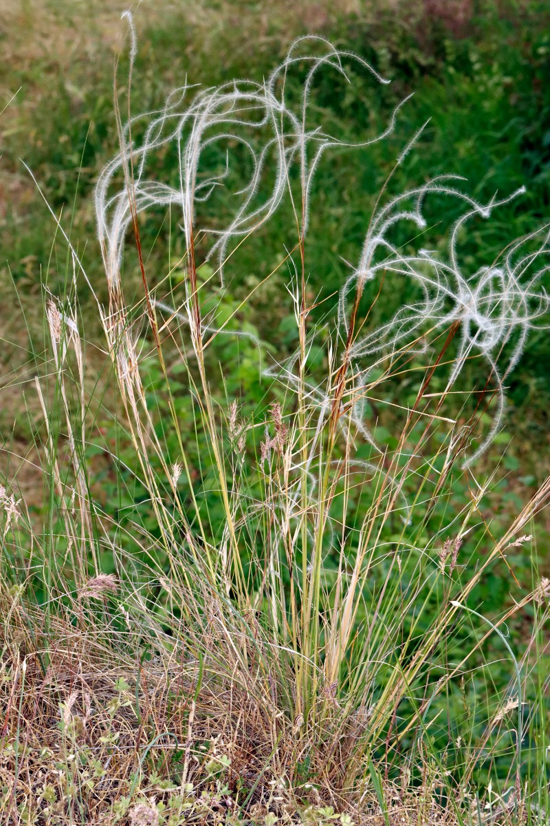 Stipa pulcherrima ssp palatina Leistadt A04.jpg