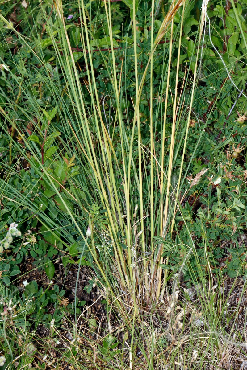 Stipa pulcherrima ssp palatina Leistadt A11.jpg