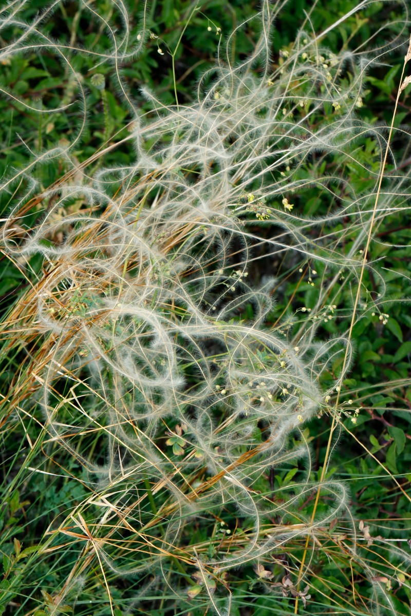 Stipa pulcherrima ssp palatina Leistadt A12.jpg