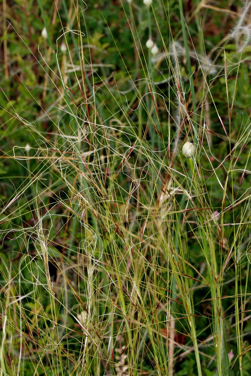 Stipa capillata Leistadt A03.jpg