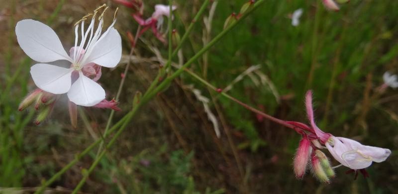 (3) Einzelblüte.JPG