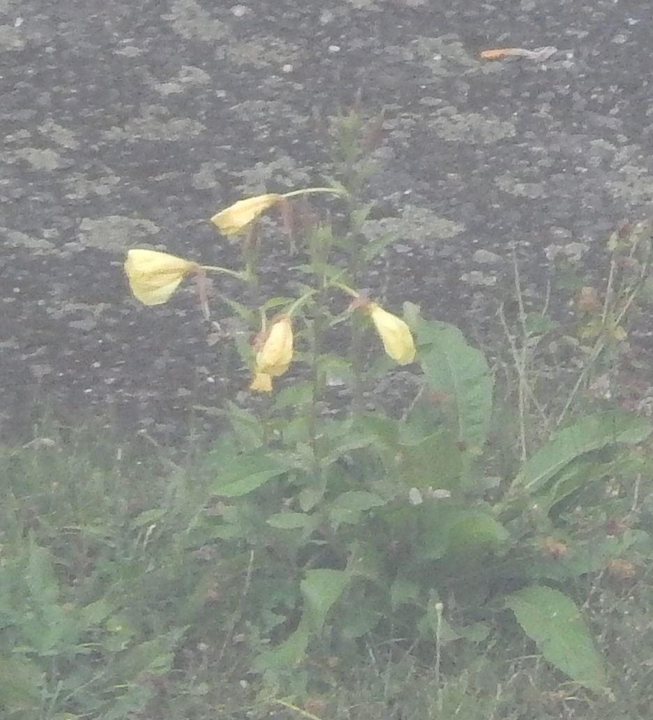 DSCN4271.JPG
