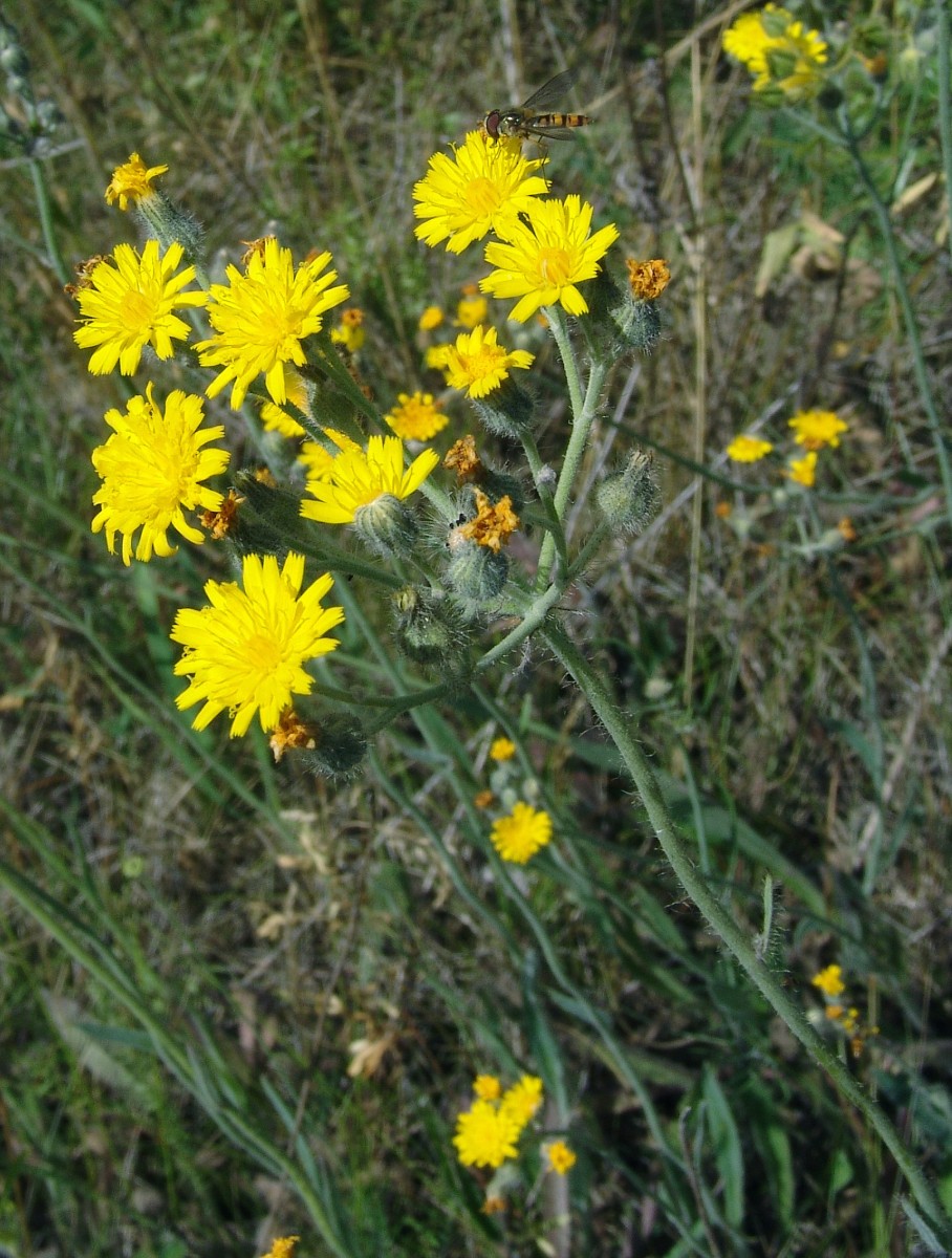 Pilosella rothiana NW Mücheln Bahndamm G4.jpg