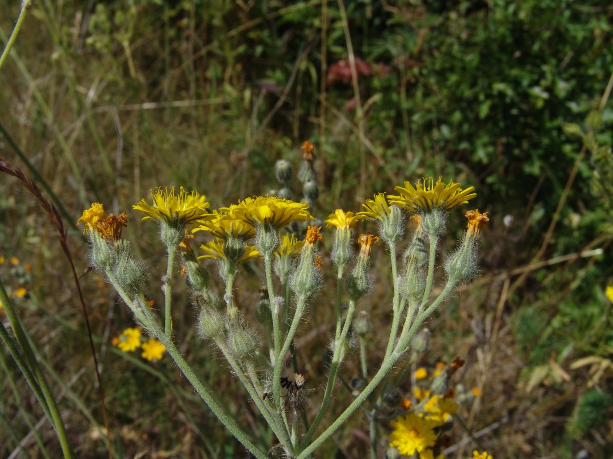 Pilosella rothiana NW Mücheln Bahndamm G7.jpg