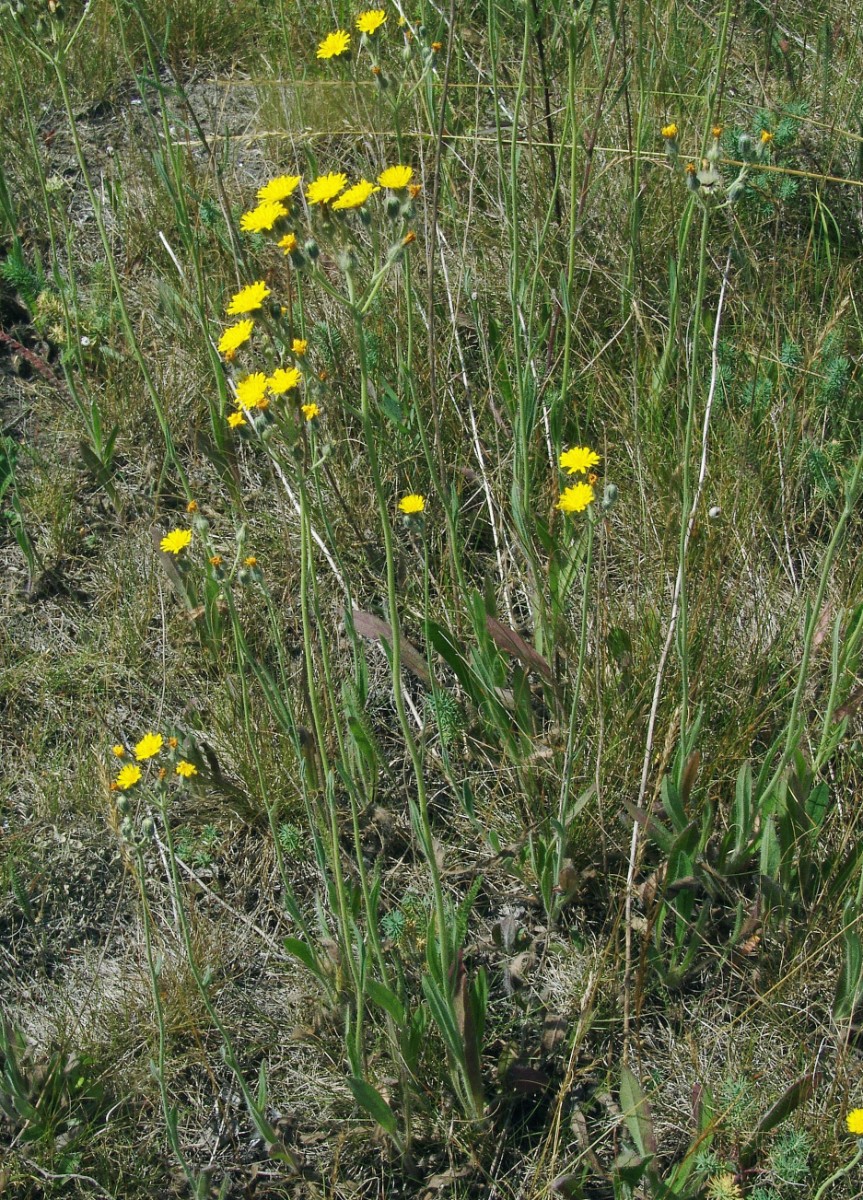 Pilosella rothiana NW Mücheln Bahndamm G9.jpg