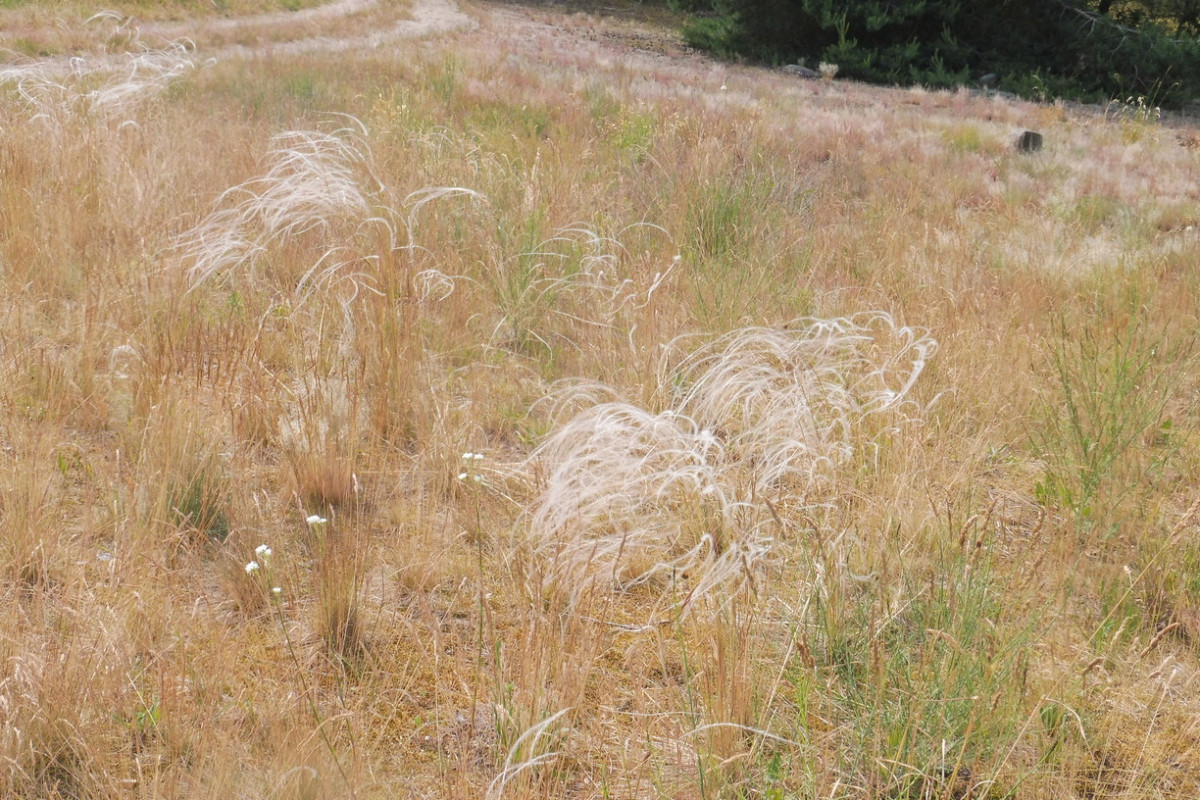 Stipa borysthenica 1.JPG