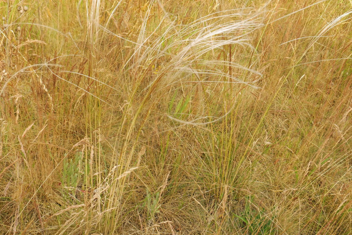 Stipa borysthenica 2.JPG