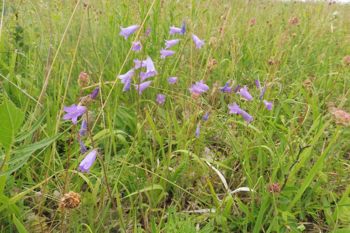 Campanula sibirica ssp. sibirica 1.JPG