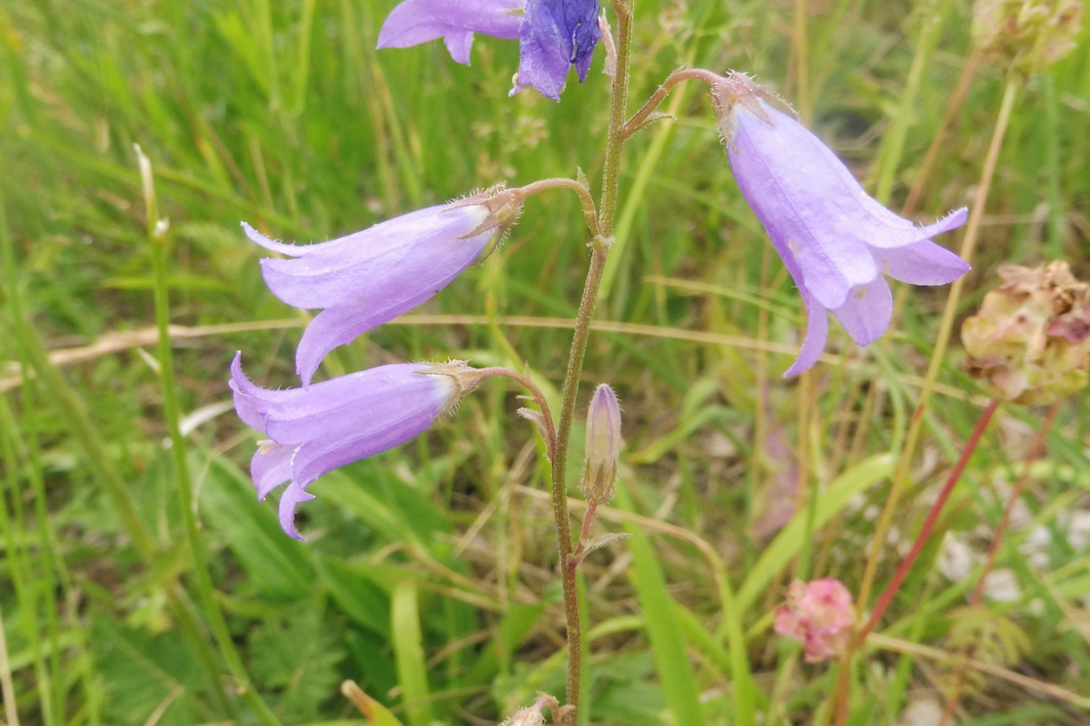 Campanula sibirica ssp. sibirica 2.JPG